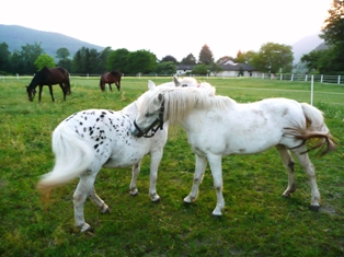 Ponys bei der gegenseitigen Fellpflege