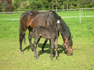 Mia Chiara mit ihrem Fohlen Mon Cherie